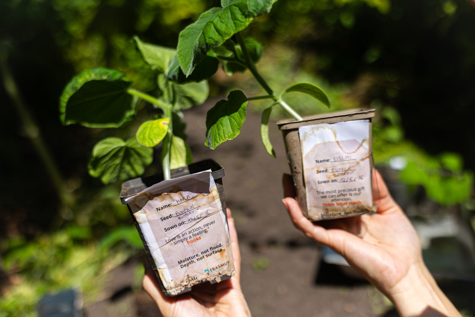 De pompoenplantjes in een bakje